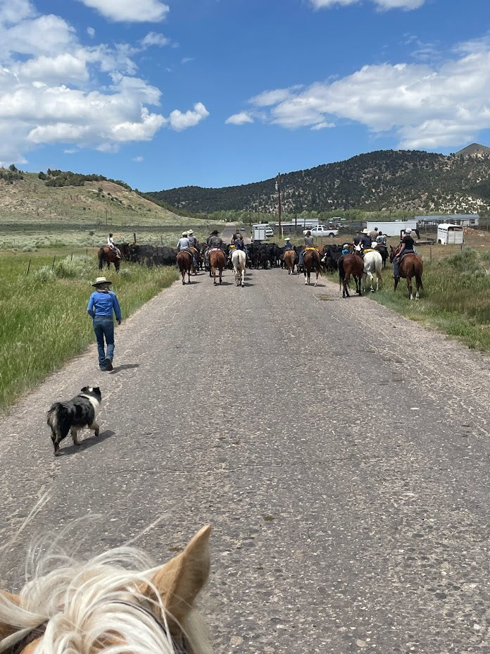 Lightning Springs Ranch – Lightning Spring Ranch