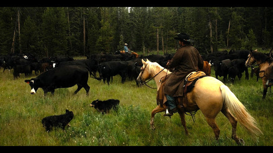 Lightning Springs Ranch – Lightning Spring Ranch